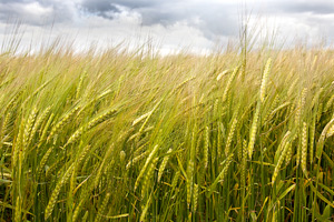 Corn Field
